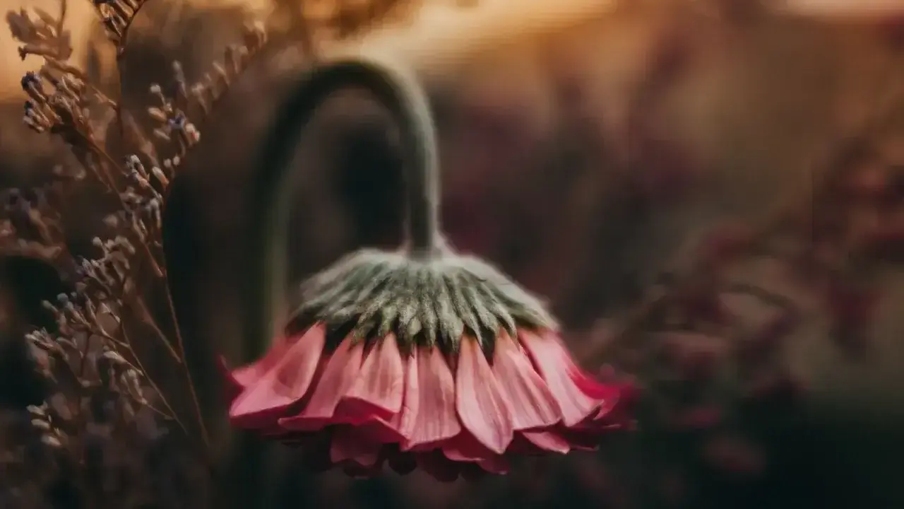 Delikatna fotografia kwiatów w odcieniach różu i brązu. Zwiędły kwiat z opuszczoną główką, otoczony suchymi gałązkami.