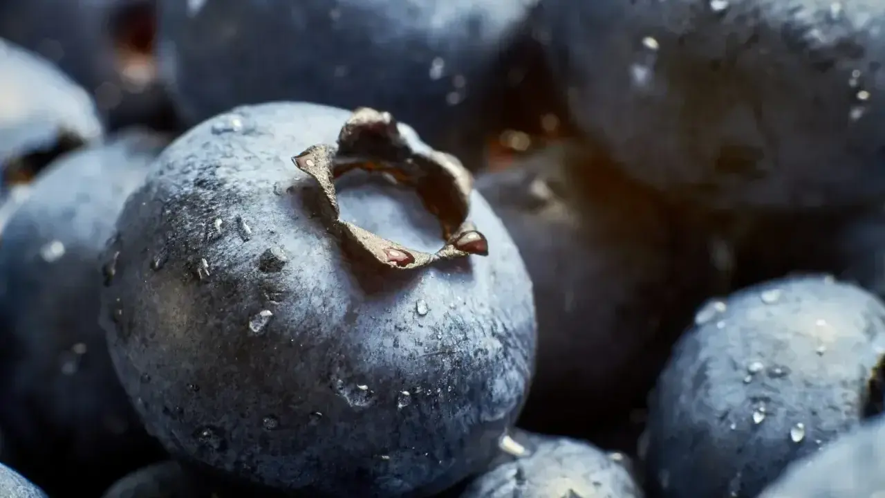 Niesamowite zdjecia makro jagód pokrytych kroplami rosy. Każda jagoda wygląda jak mały, niebieski świat.