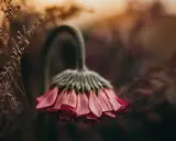 Delikatna fotografia kwiatów w odcieniach różu i brązu. Zwiędły kwiat z opuszczoną główką, otoczony suchymi gałązkami.