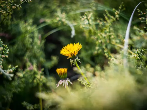 Dwa mniszki lekarskie, jeden w pełni rozkwitu, otoczone zielenią. Tło tworzy swirly bokeh, nadając zdjęciu magiczny charakter.