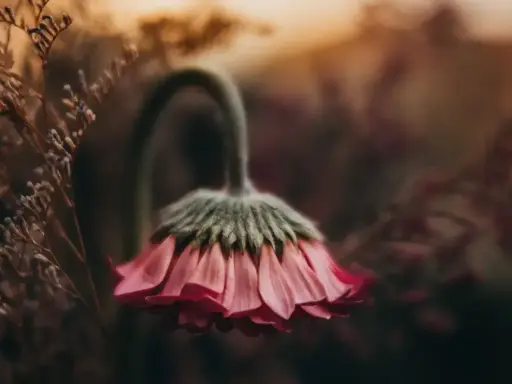 Delikatna fotografia kwiatów w odcieniach różu i brązu. Zwiędły kwiat z opuszczoną główką, otoczony suchymi gałązkami.