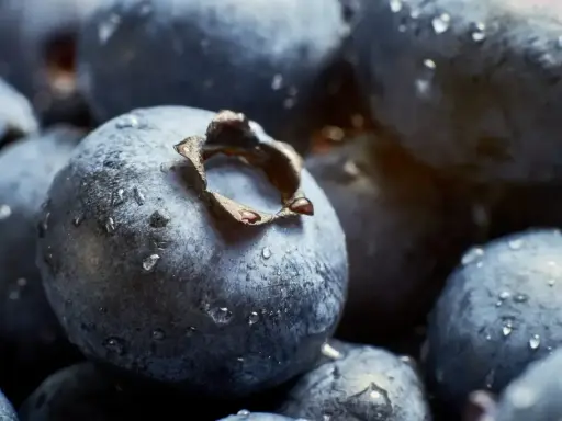 Niesamowite zdjecia makro jagód pokrytych kroplami rosy. Każda jagoda wygląda jak mały, niebieski świat.
