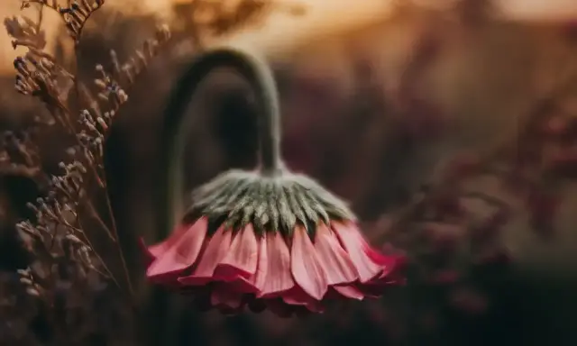 Delikatna fotografia kwiatów w odcieniach różu i brązu. Zwiędły kwiat z opuszczoną główką, otoczony suchymi gałązkami.