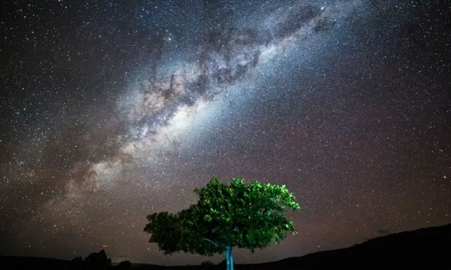 Niezwykła fotografia gwiazd nad samotnym drzewem. Droga Mleczna rozciąga się na tle tysięcy migoczących punktów.