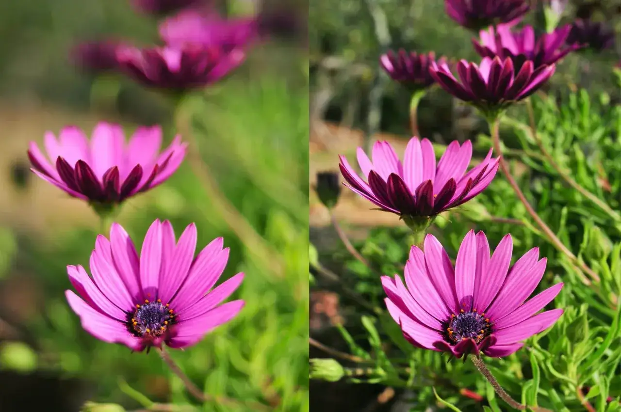 Dwa ujęcia kwiatów osteospermum. Po lewej stronie, z małą głębią ostrości, kwiaty są rozmyte. Po prawej, z większą głębią ostrości, widać więcej szczegółów.