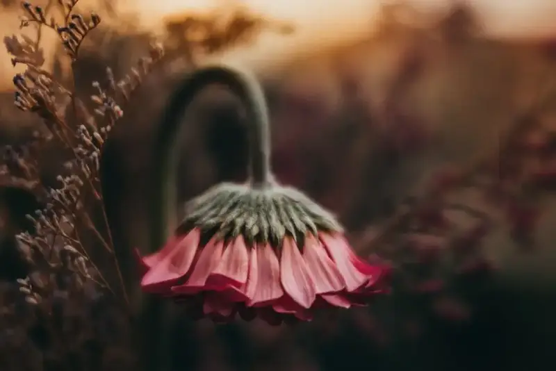 Delikatna fotografia kwiatów w odcieniach różu i brązu. Zwiędły kwiat z opuszczoną główką, otoczony suchymi gałązkami.